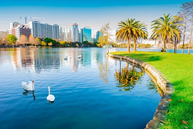 Peaceful view of swans on Lake Eola in Orlando with high-rises in the background, showcasing rental property appeal and location quality.